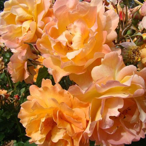 Intenzív illatú rózsa - Rózsa - Autumn Sunset - Online rózsa vásárlás